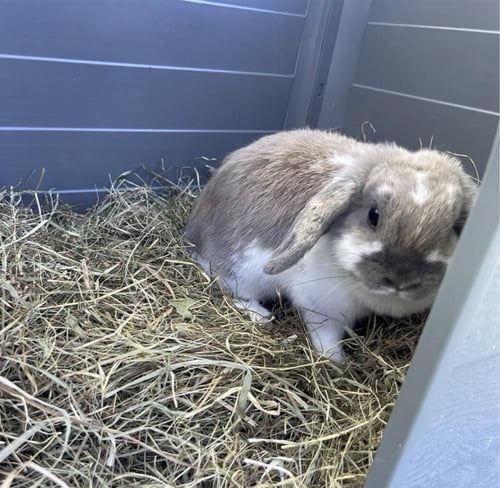 دوفو غذاء الأعشاب نكهات متنوعة Herbal Hay Carrot 5...