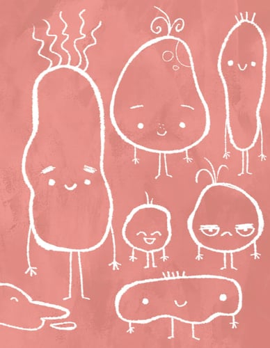 البطاطا كنبة