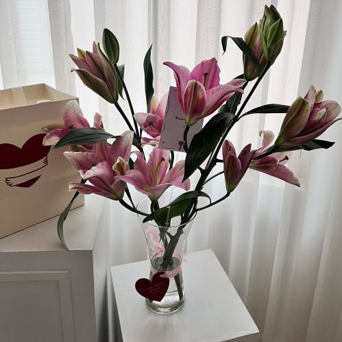 فازه الليليوم الوردي