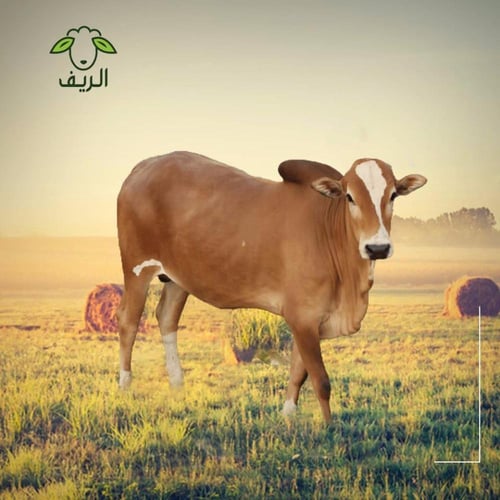 مكعبات عجل مبرد (5) كيلو صافي