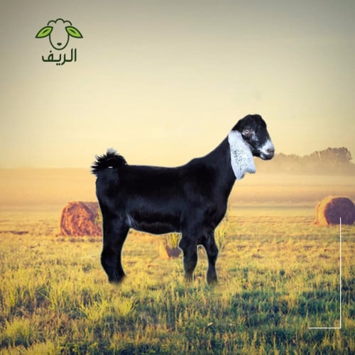 تيس بلدي من ( 13-15 ) كيلو