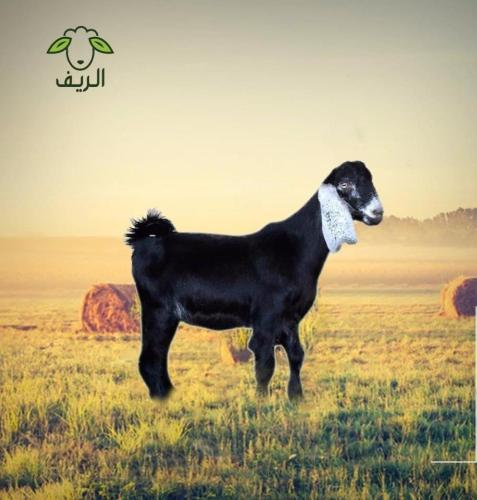 تيس بلدي صغير ( 9-11 ) كيلو