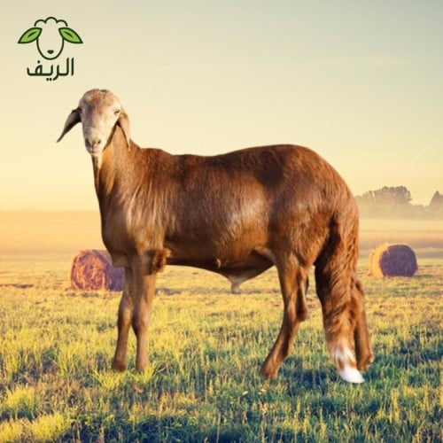 نصف ذبيحة سواكني مرابي (8-9) كيلو