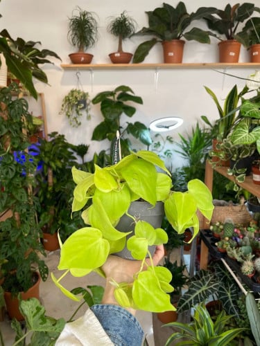 فيلودندرون اخضر اصيص 12 سم