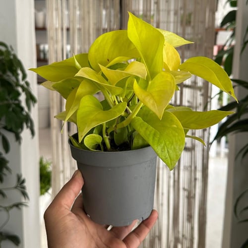 بوتس نيون الذهبي مع بكج اهداء