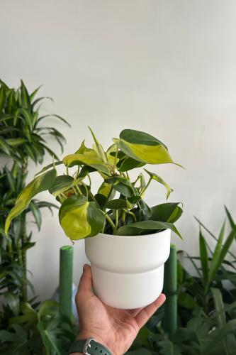 كرمة المحبوب مع اصيص بلاستيكي 14 سم