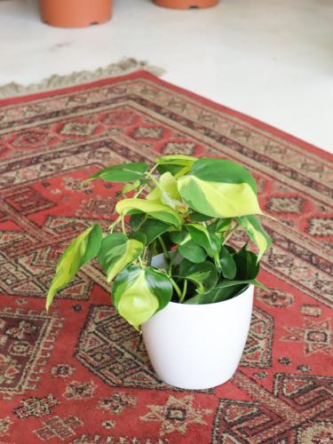 كرمة المحبوب مع اصيص ابيض 14 سم