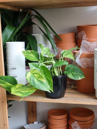 بوتس اصيص بلاستيك اسود 14 سم