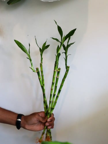 بامبو صيني مستقيم