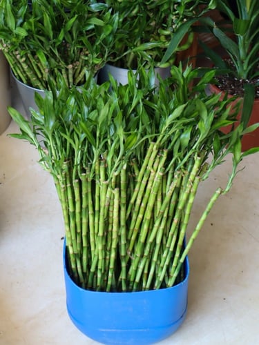 بامبو صيني مستقيم