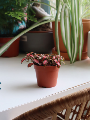 فيتونيا اصيص 10 سم