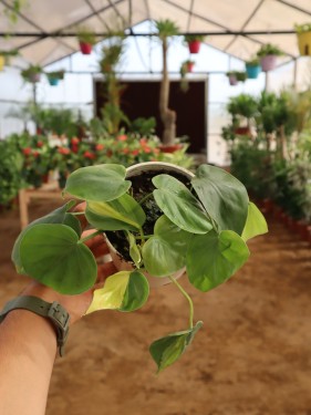 كرمة المحبوب اصيص 12 سم