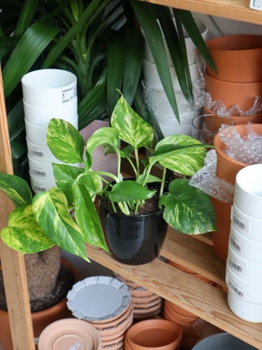 بوتس اصيص بلاستيك اسود 14 سم