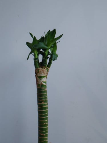 بامبو اللوتس بطول 70 سم