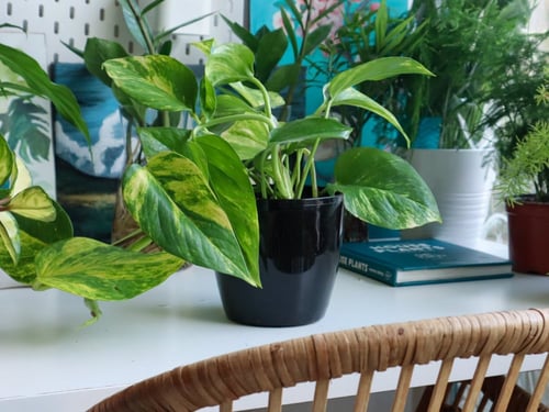 بوتس اصيص بلاستيك اسود 14 سم