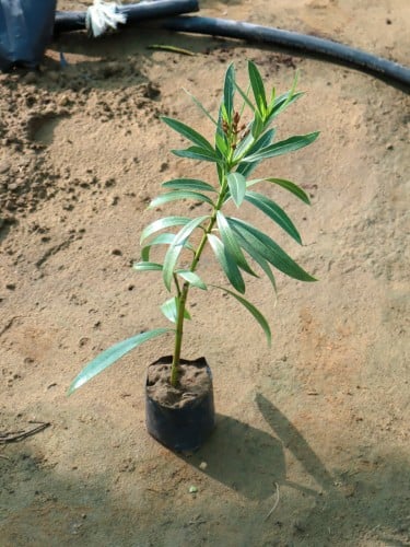 دفلة مركن 17 سم