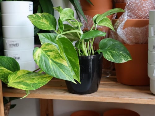 بوتس اصيص بلاستيك اسود 14 سم