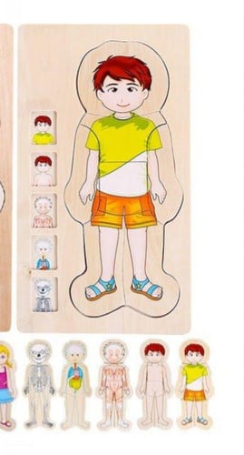 بازل أجهزة الجسم