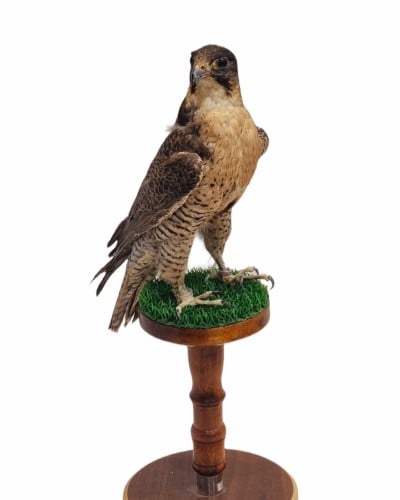 مجسم شيهانة محنطة