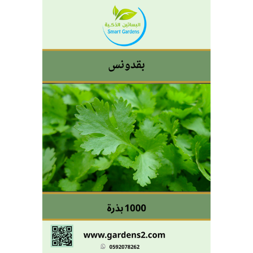 بذور بقدونس