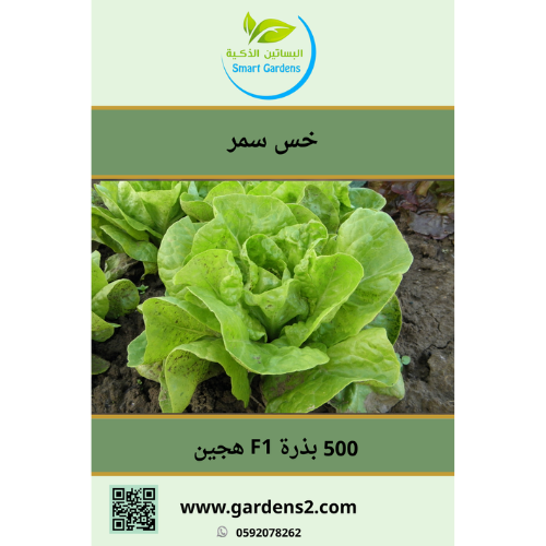 خس صنف سمر F1 هجين