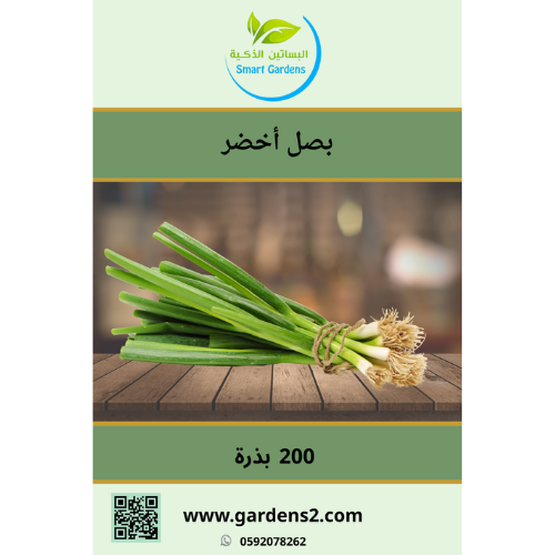 بذور بصل أخضر
