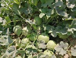 بذور شمام تفاحي ( جيد أبل ) هجين F1