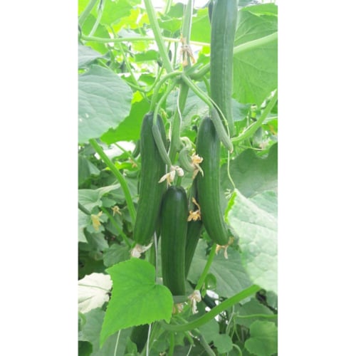 بذور خيار تيالاس F1 هجين