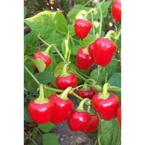 بذور فلفل كرزي حار