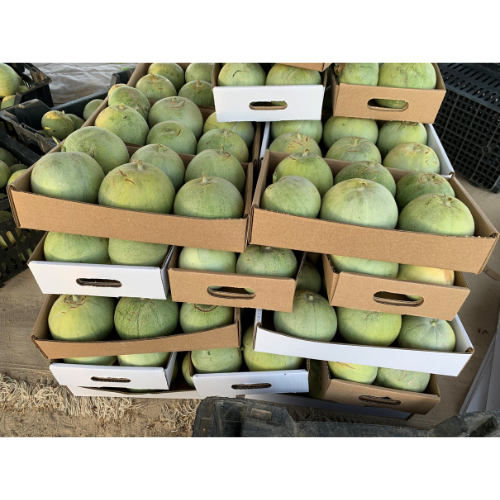 بذور شمام تفاحي ( جيد أبل ) هجين F1