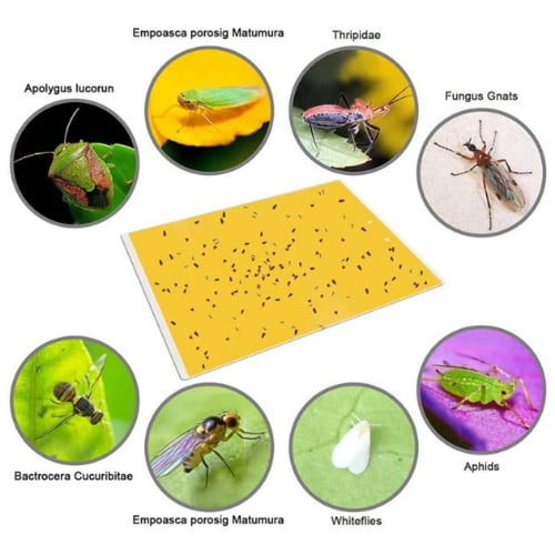 مصايد صفراء للحشرات 6 حبات