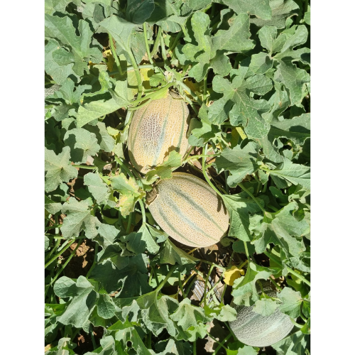 بذور شمام منقاوي صنف زارا F1هجين