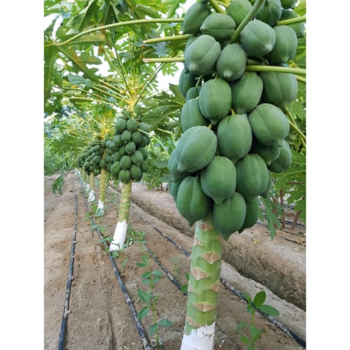 بذور بابايا ريد لادي