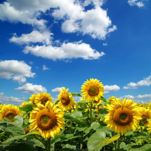 بذور عباد الشمس