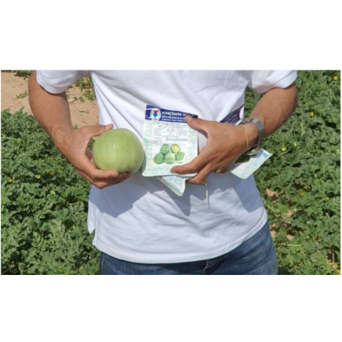 بذور شمام تفاحي ( جيد أبل ) هجين F1