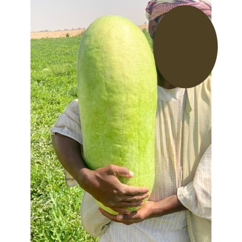 بذور حبحب جامبو أمريكي F1 هجين