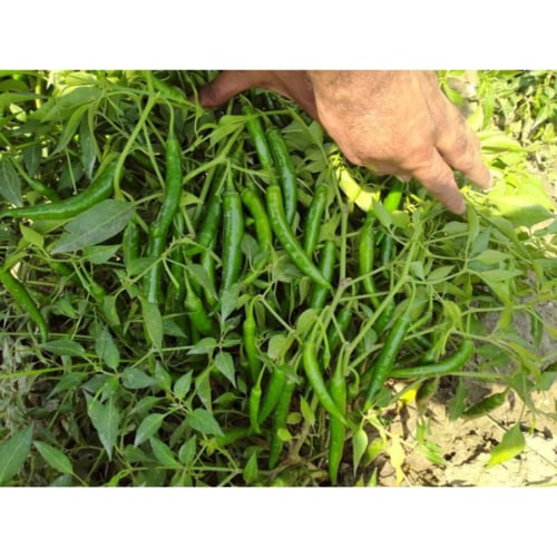 بذور فلفل حار سوبر حربا