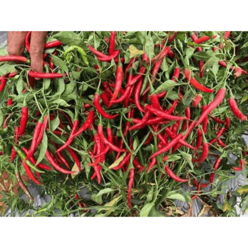 بذور فلفل حار سوبر حربا