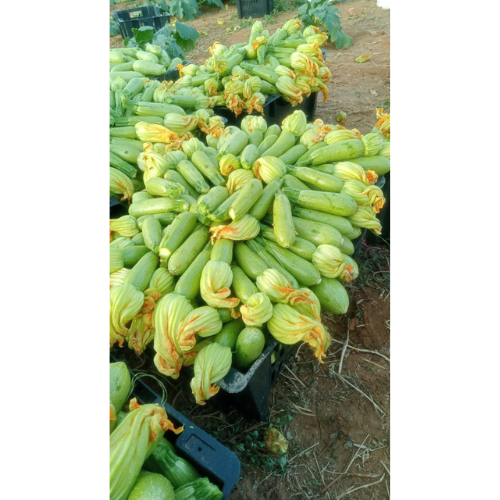 كوسة فرح هجين F1