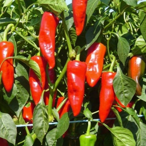 بذور فلفل طورشي