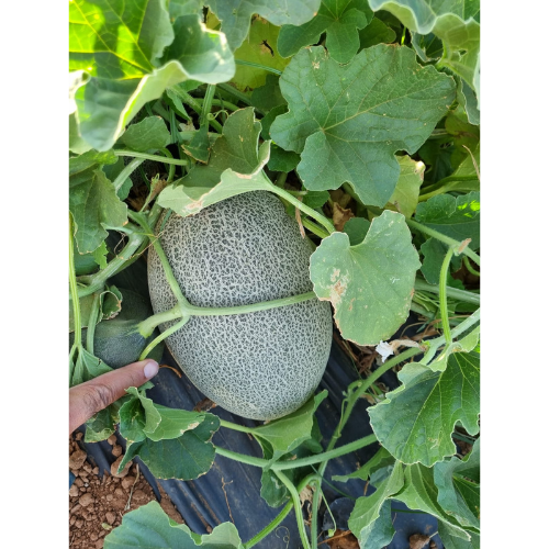 بذور شمام داليا F1هجين