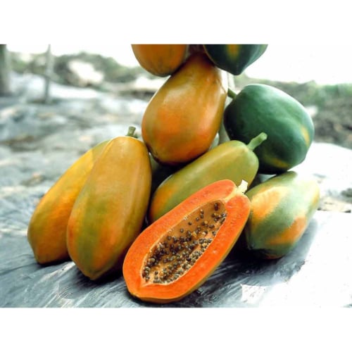 بذور بابايا ريد لادي