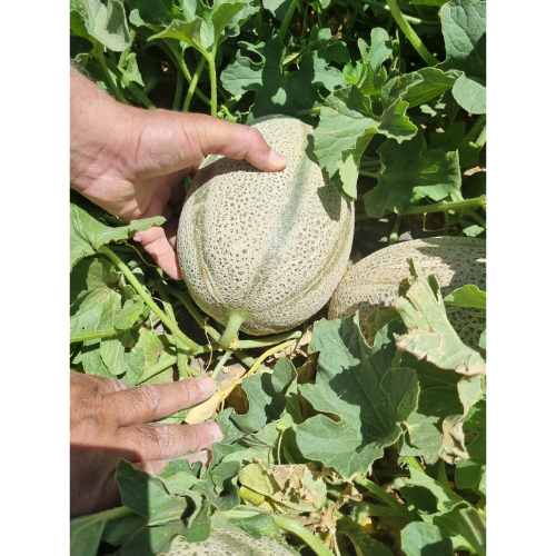 بذور شمام منقاوي صنف زارا F1هجين