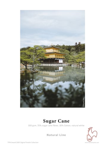 Sugar Cane