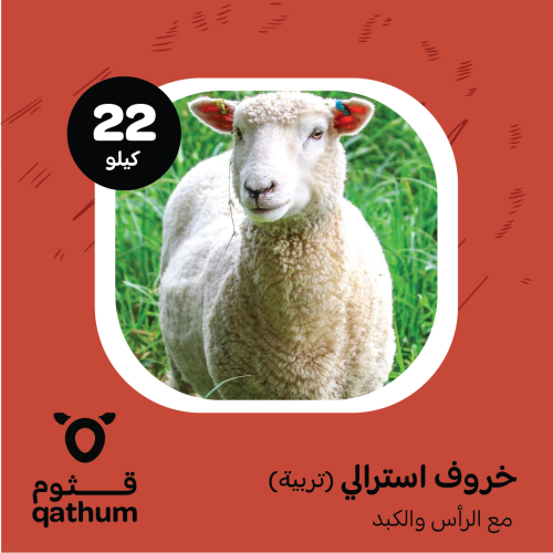 خروف استرالي (تربية) 22 كيلو