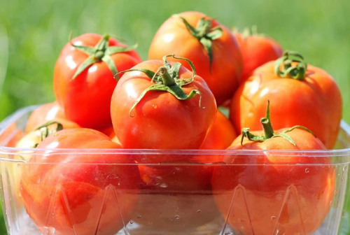 Organic Tomatoes - طماطم عضوية
