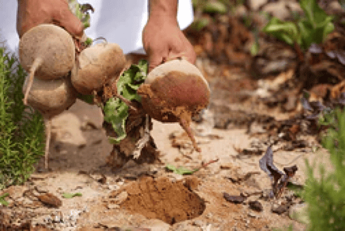 شمندر - Beetroot