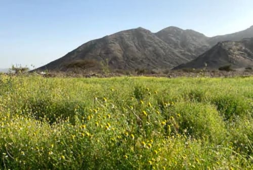 بابونج Chamomile