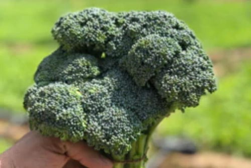 Organic Broccoli - بروكلي عضوي