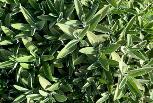 مراميه عضوية - Organic Sage